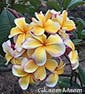 Plumeria rubra GKAEM MAEM