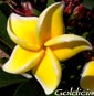 Plumeria rubra GOLDICIA