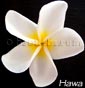 Plumeria rubra HAWA