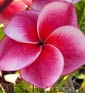 Plumeria rubra IRIDIUM