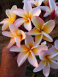Plumeria rubra JAZZ