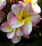 Plumeria rubra KASEM DELIGHT
