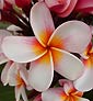 Plumeria rubra MAGENTA POWDER