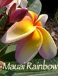 Plumeria rubra MAUAI RAINBOW