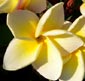 Plumeria rubra MOONLIGHT