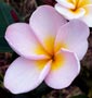 Plumeria rubra MUANG JACK
