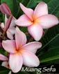 Plumeria rubra MUANG SEFA