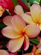 Plumeria rubra PUANG YOK