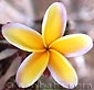 Plumeria rubra RAINBOW