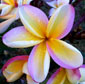 Plumeria rubra SANGARRUN