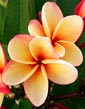 Plumeria rubra THONG TAWEE CHOKE