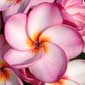 Plumeria rubra TORNADO