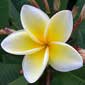 Plumeria rubra WHITE STAR