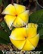 Plumeria rubra YELLOW DANCER