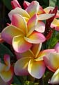 Plumeria rubra KHARUIT