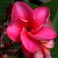 Plumeria rubra KARHUN