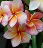 Plumeria rubra AHUN