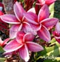 Plumeria rubra ANDY