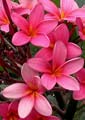 Plumeria rubra AUSSIE PINK
