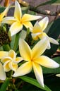 Plumeria rubra AZTEK GOLD (Thai)