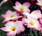 Plumeria rubra BRITNEY