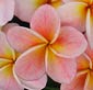 Plumeria rubra BUN YEN