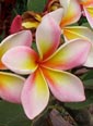 Plumeria rubra CHOMPOO PAAN