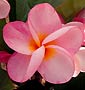 Plumeria rubra CHOMPOO PUANG ROI