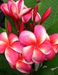 Plumeria rubra CHOMPOO SAMPAAN