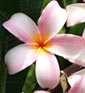 Plumeria rubra CHOMPOON