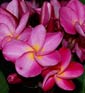 Plumeria rubra CHRISTINE B