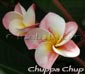 Plumeria rubra CHUPPA-CHUP