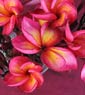 Plumeria rubra DAENG TABTIM