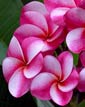 Plumeria rubra ELSIE