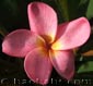 Plumeria rubra ESSACH11