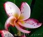 Plumeria rubra ESSACH28