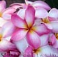 Plumeria rubra ESSACH63