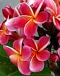 Plumeria rubra GINA