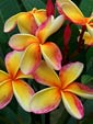 Plumeria rubra IMPERIAL CROWN