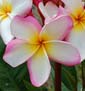 Plumeria rubra INKARN