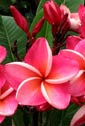 Plumeria rubra JEE VIN TROA