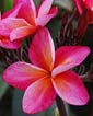 Plumeria rubra JEE SINKANT