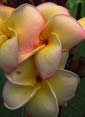 Plumeria rubra JANTRA