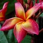 Plumeria rubra JEANNIE MORAGNE