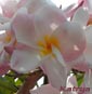 Plumeria rubra KATRYA