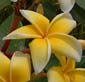 Plumeria rubra KAYAMB