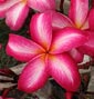 Plumeria rubra LANNA