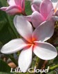 Plumeria rubra LILAC CLOUD