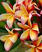 Plumeria rubra LUEANG THAMMASAT