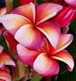 Plumeria rubra LURLINE